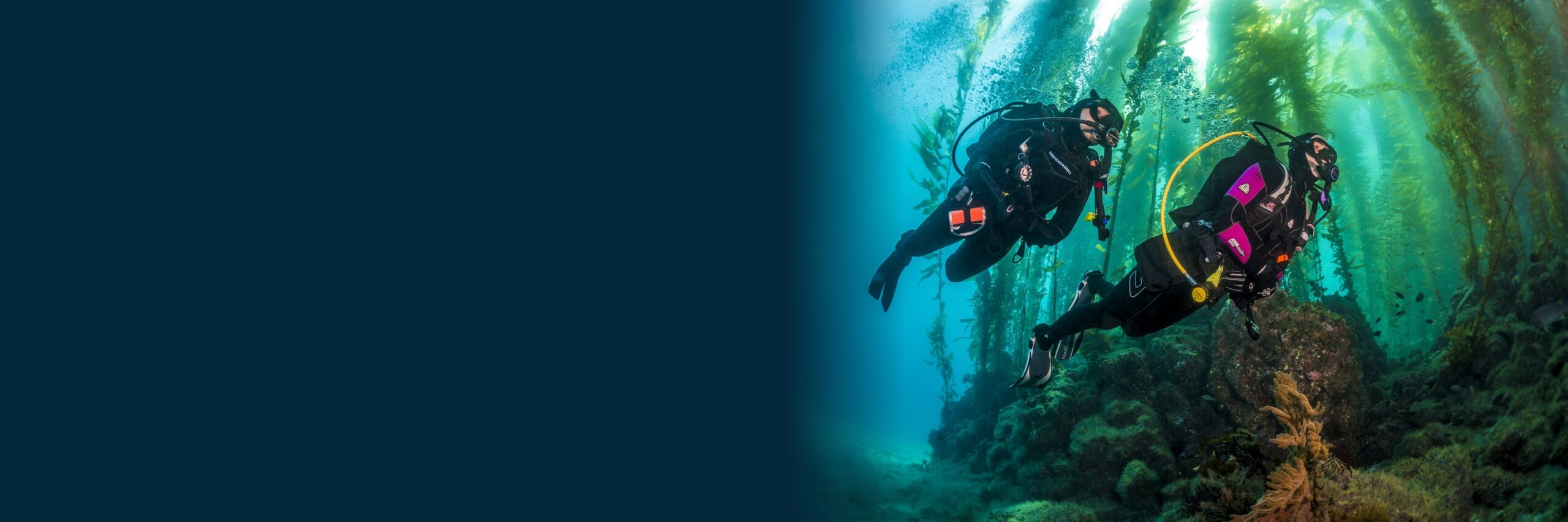 Divers in the Cape Town kelp forest
